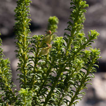 Imagem de Psoralea aculeata L.