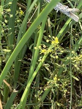 Image of Small-Flower Stinkweed