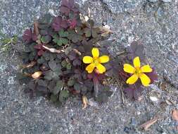 Image of creeping woodsorrel