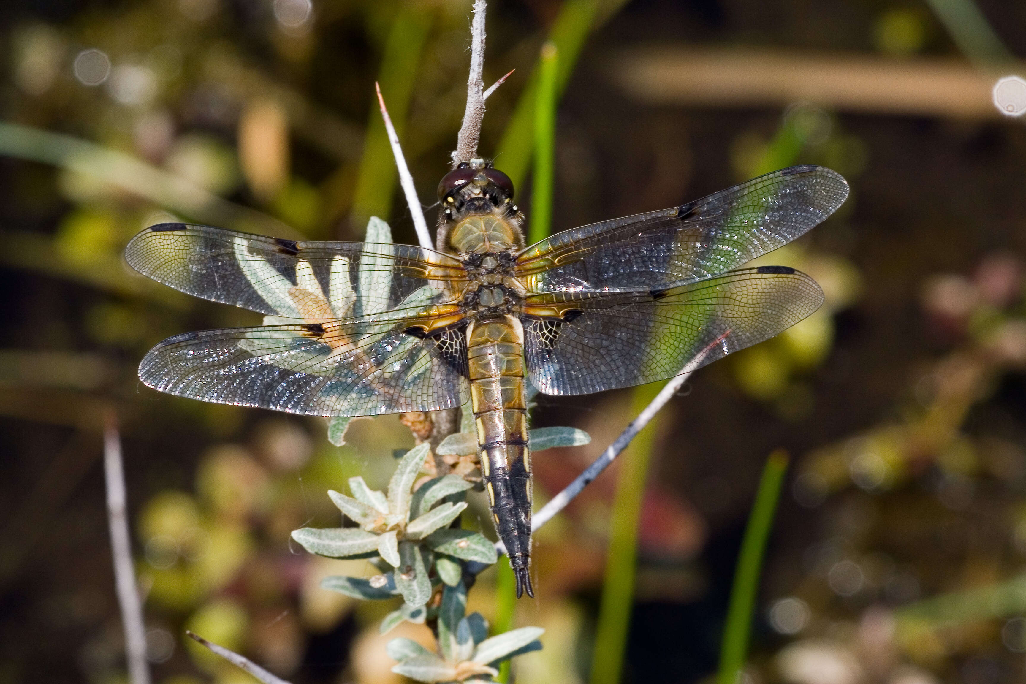 Image of Four-spotted Chaser