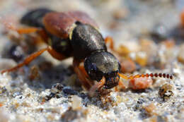 Imagem de Staphylinus dimidiaticornis Gemminger 1851