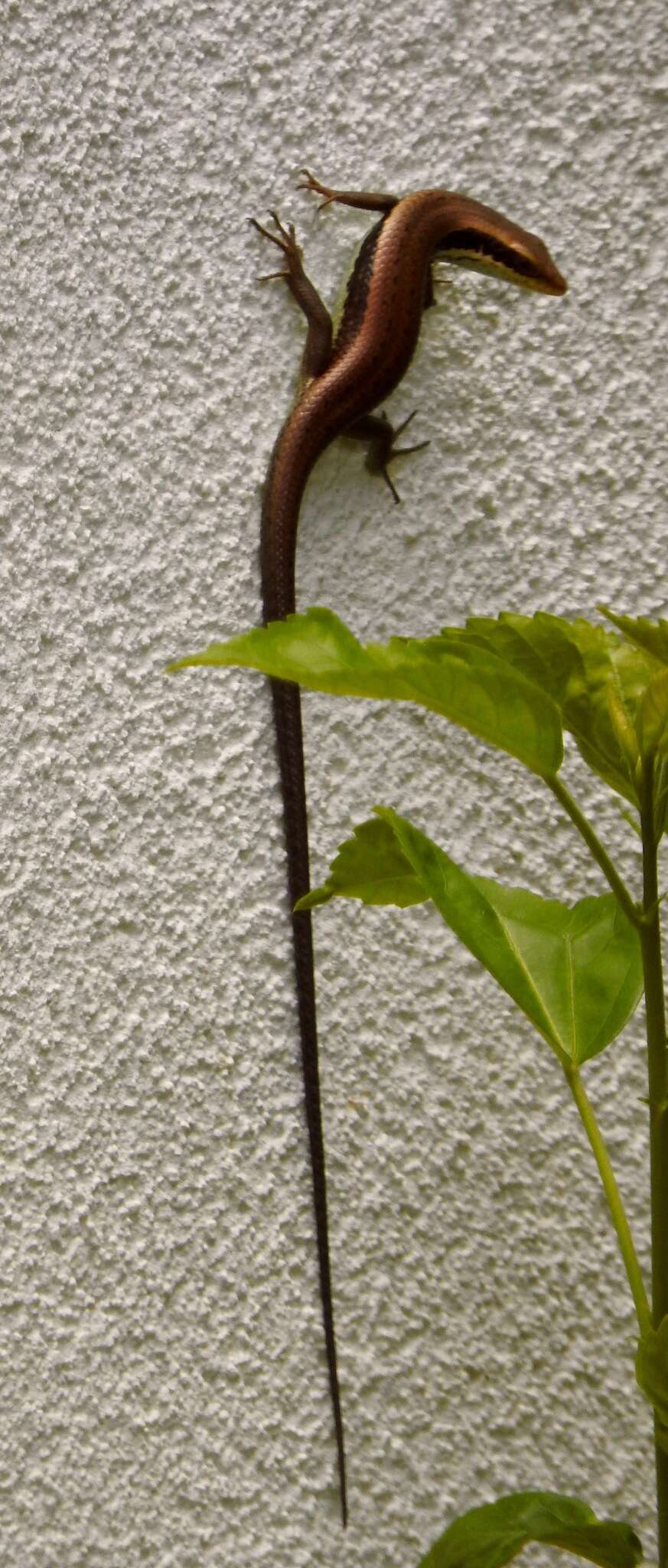 Image of Longtail Mabuya