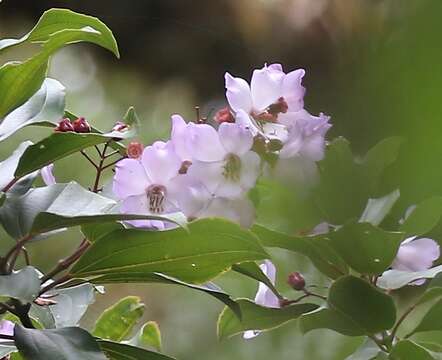 Image of Meriania panamensis Gleason