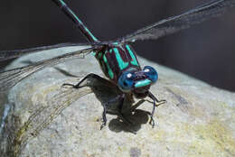 Image of Erpetogomphus sabaleticus Williamson 1918