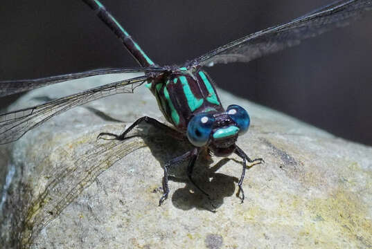 Imagem de Erpetogomphus sabaleticus Williamson 1918