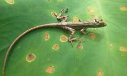 Image of Garland Anole