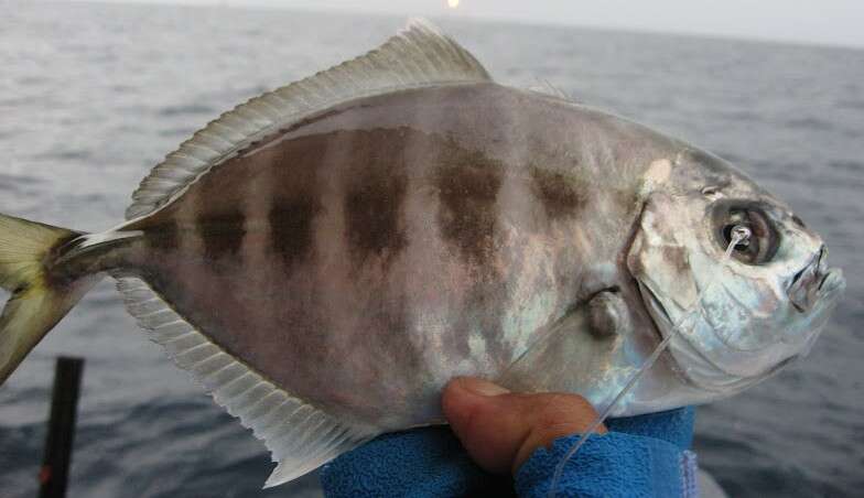 Image of Bassett-hulls trevally