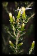 Image of Alpine Daisy-bush