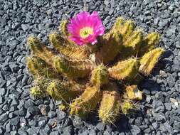 Image of Lady-finger Cactus