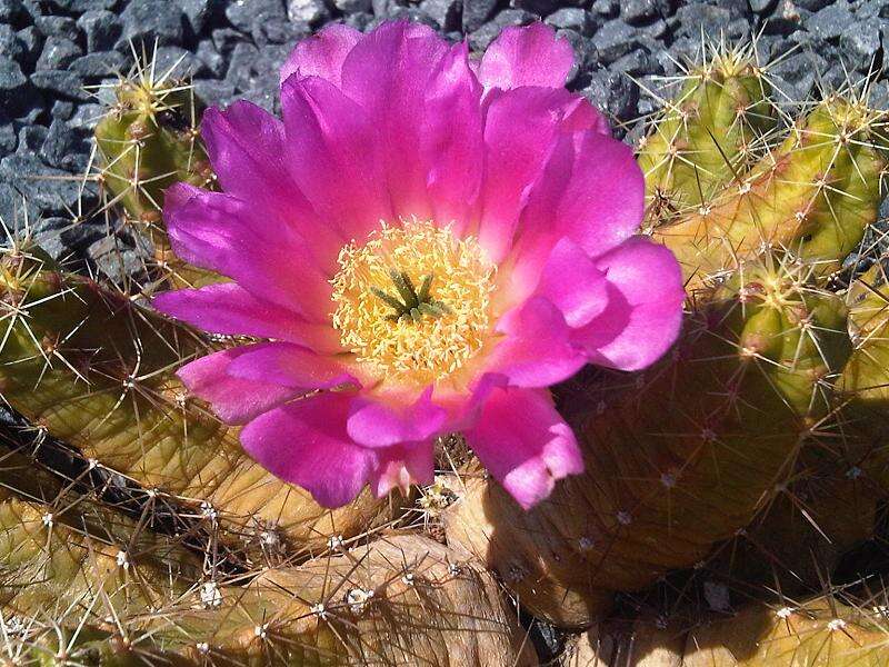 Image of Lady-finger Cactus