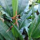 Image of Heliconia schiedeana Klotzsch