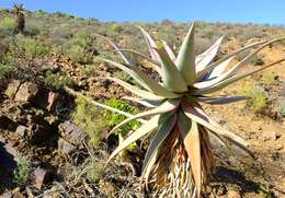 Image of Clanwilliam Aloe