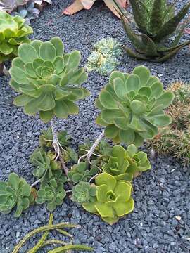 Image of Aeonium urbicum (Chr. Sm. ex Hornem.) Webb & Berth.