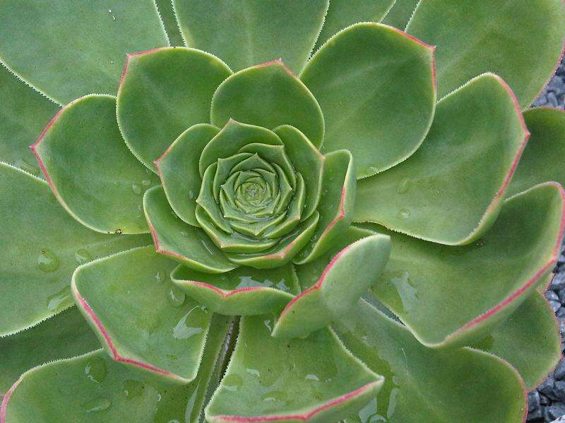 Image of Aeonium urbicum (Chr. Sm. ex Hornem.) Webb & Berth.