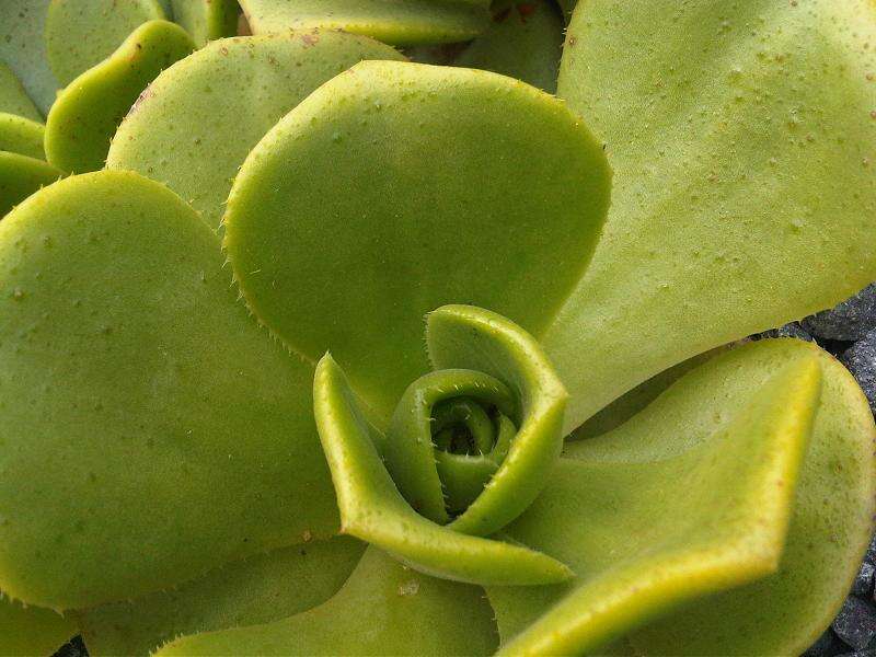 Image of Aeonium urbicum (Chr. Sm. ex Hornem.) Webb & Berth.