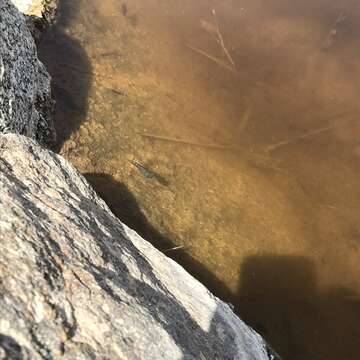 Image of Desert Pupfish