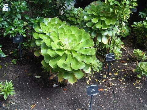 Image of saucer-plant