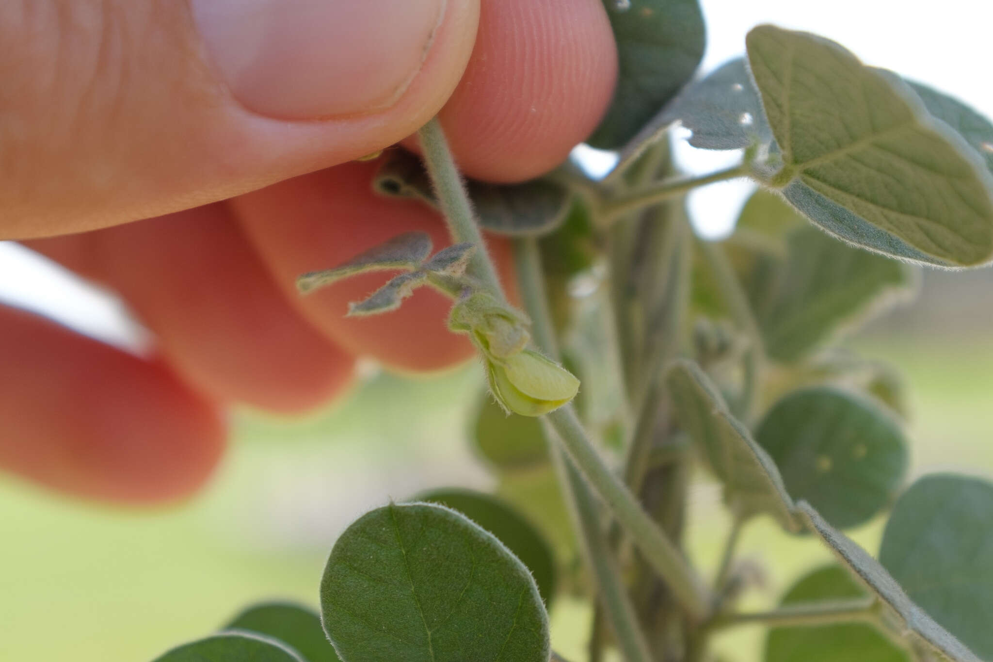 Слика од Rhynchosia schimperi Boiss.