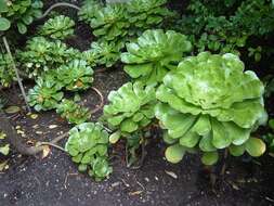 Image of saucer-plant