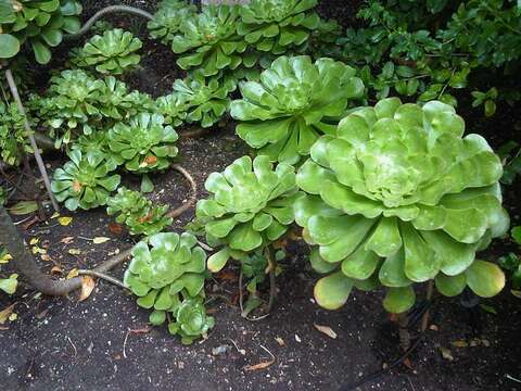 Image of saucer-plant