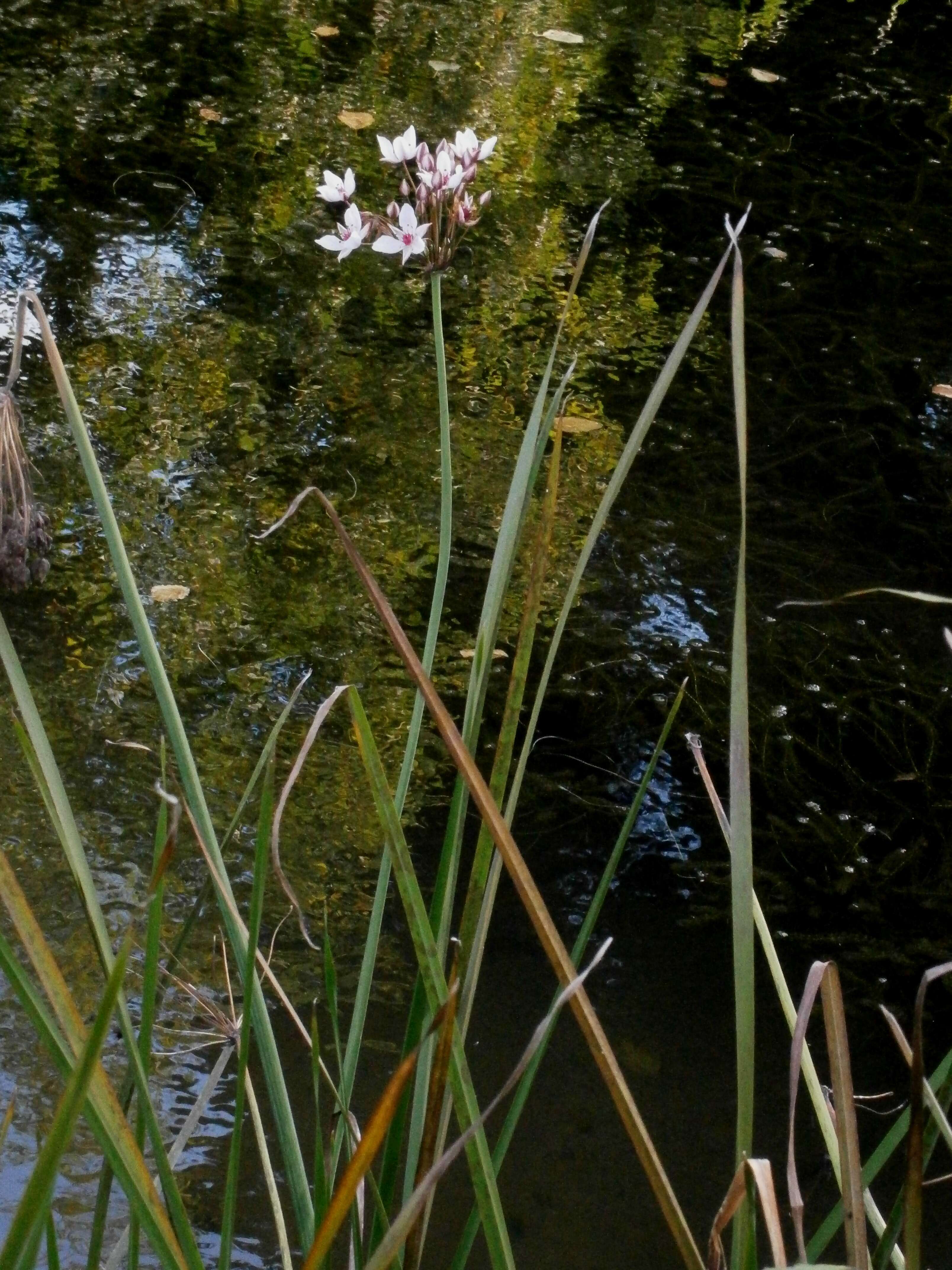 Image of flowering rush family