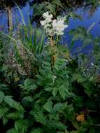 Image of Meadowsweet