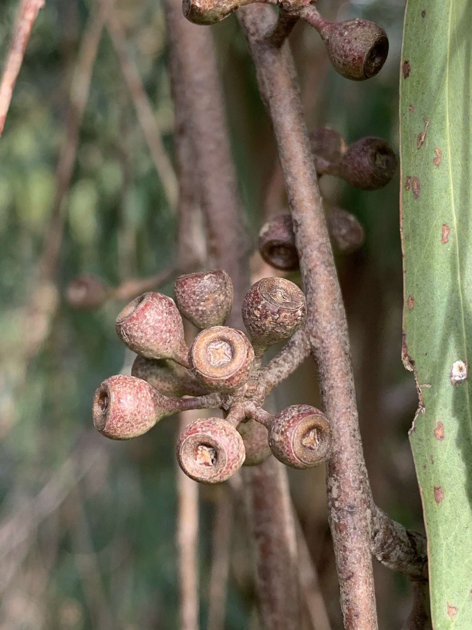 Sivun Eucalyptus elata Dehnh. kuva