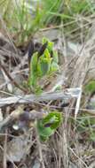 Image of Spanish Birthwort