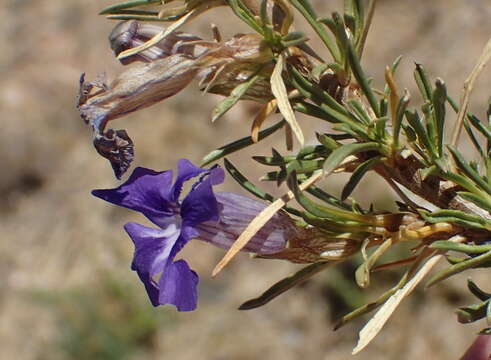 Image of Aptosimum spinescens (Thunb.) Weber