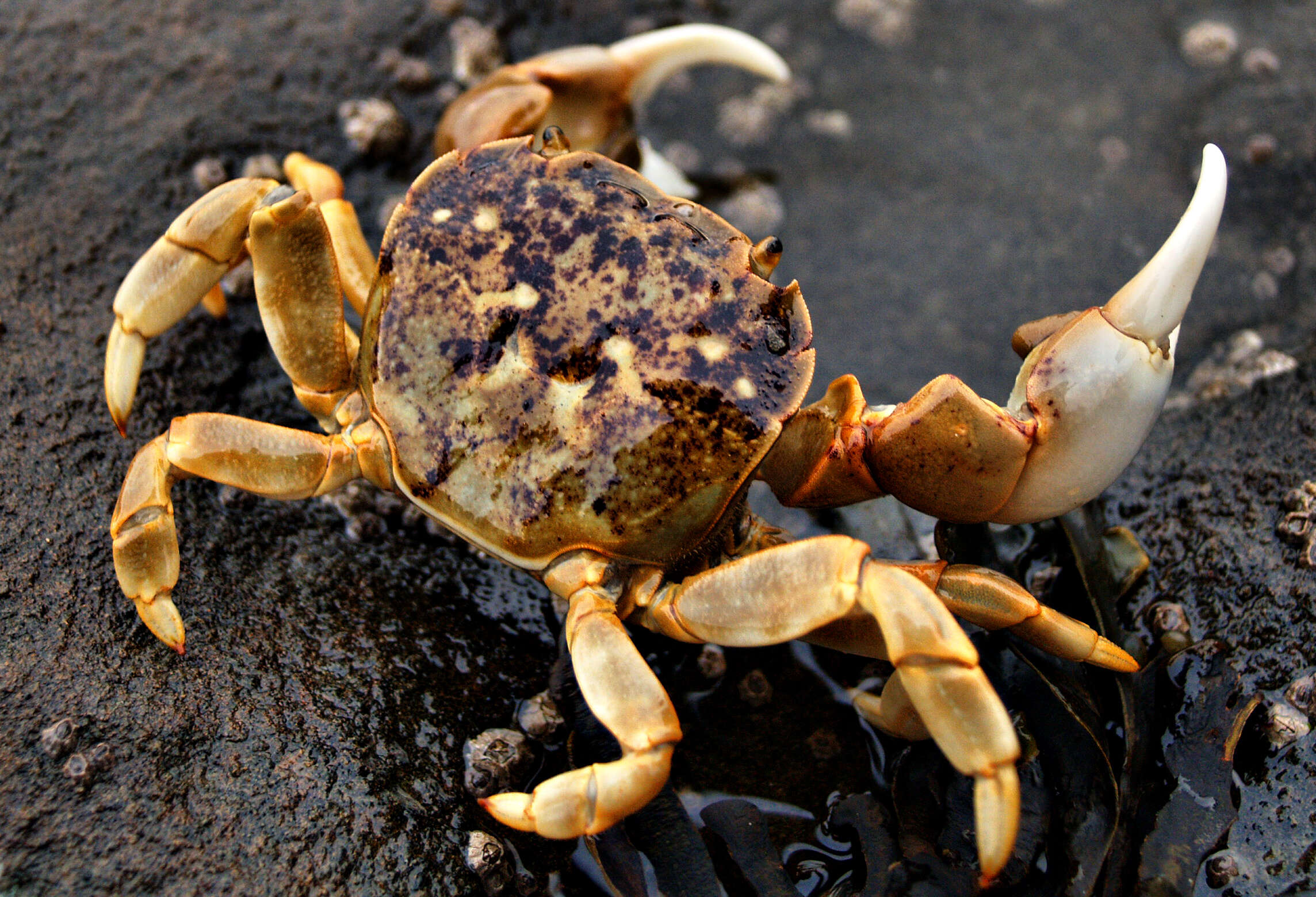 Image of Hemigrapsus