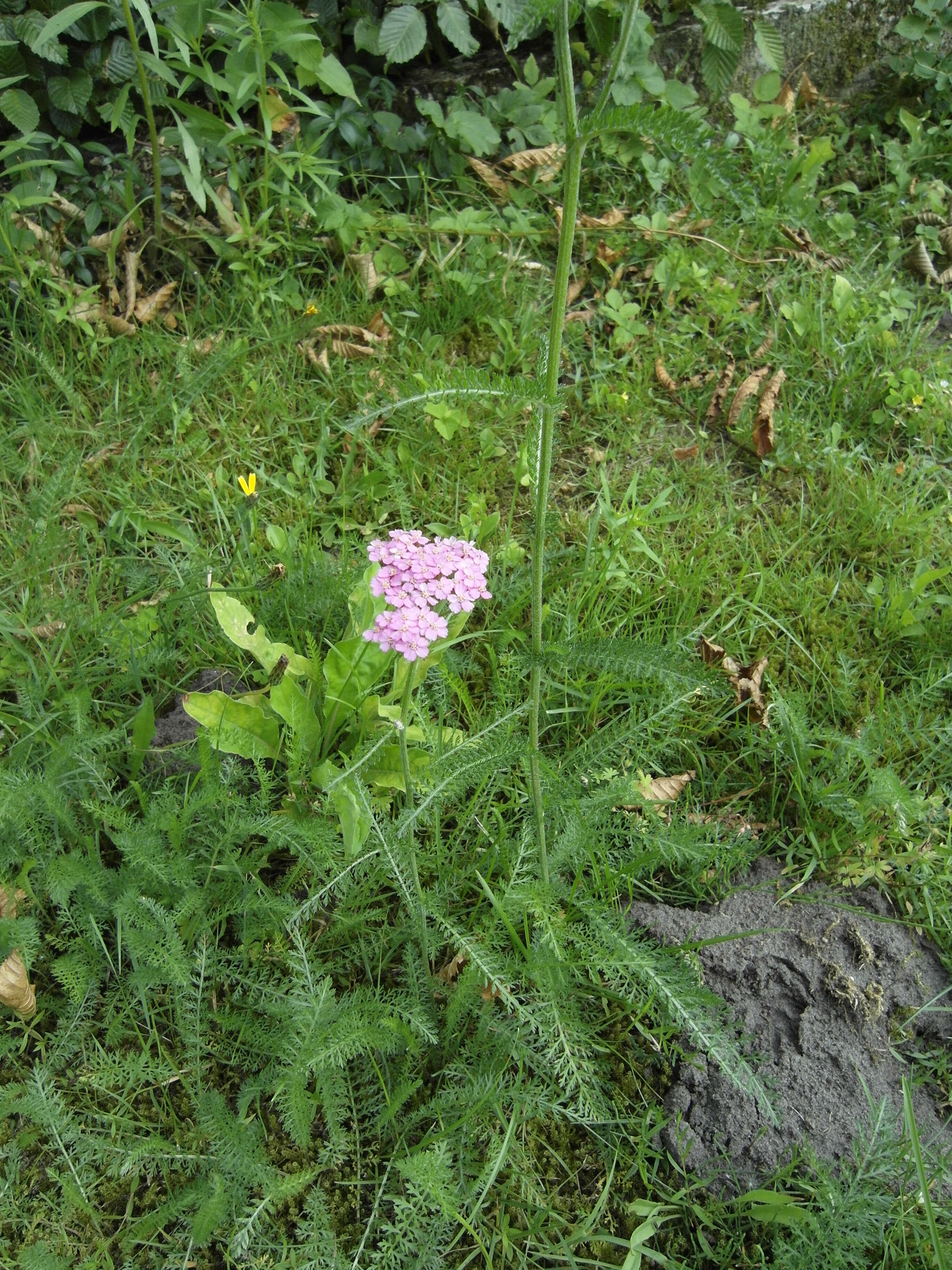 Image of yarrow, milfoil