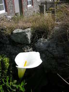 Image of Arum lily