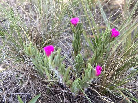 Image of Portulaca confertifolia Hauman