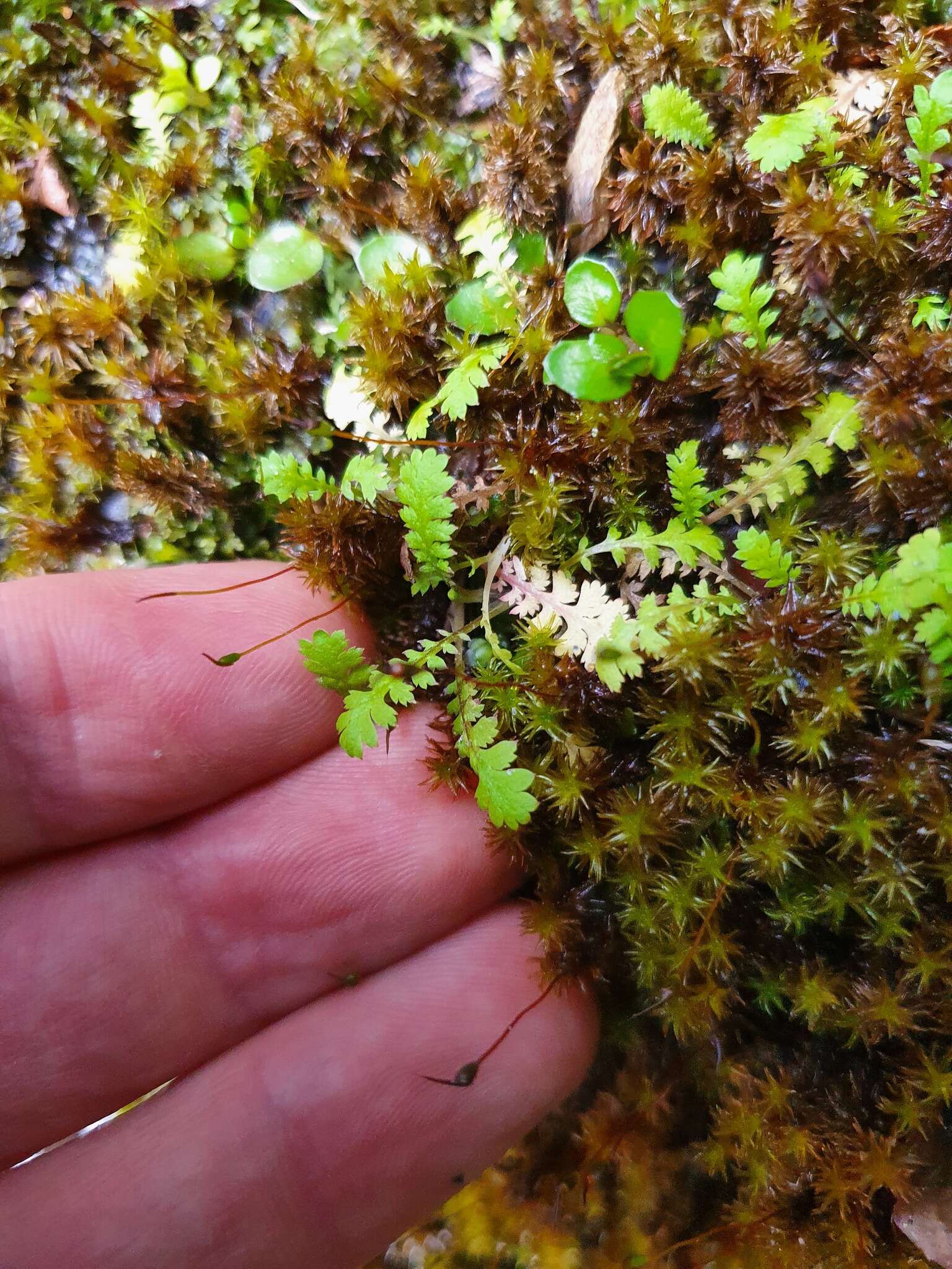 Image of Leptinella dispersa subsp. dispersa