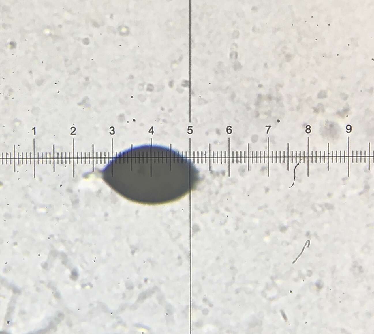 Image of Schizothecium miniglutinans (J. H. Mirza & Cain) N. Lundq. 1972