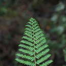 Image de Polystichum proliferum (R. Br.) C. Presl