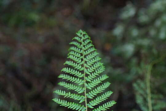 Image of Polystichum proliferum (R. Br.) C. Presl