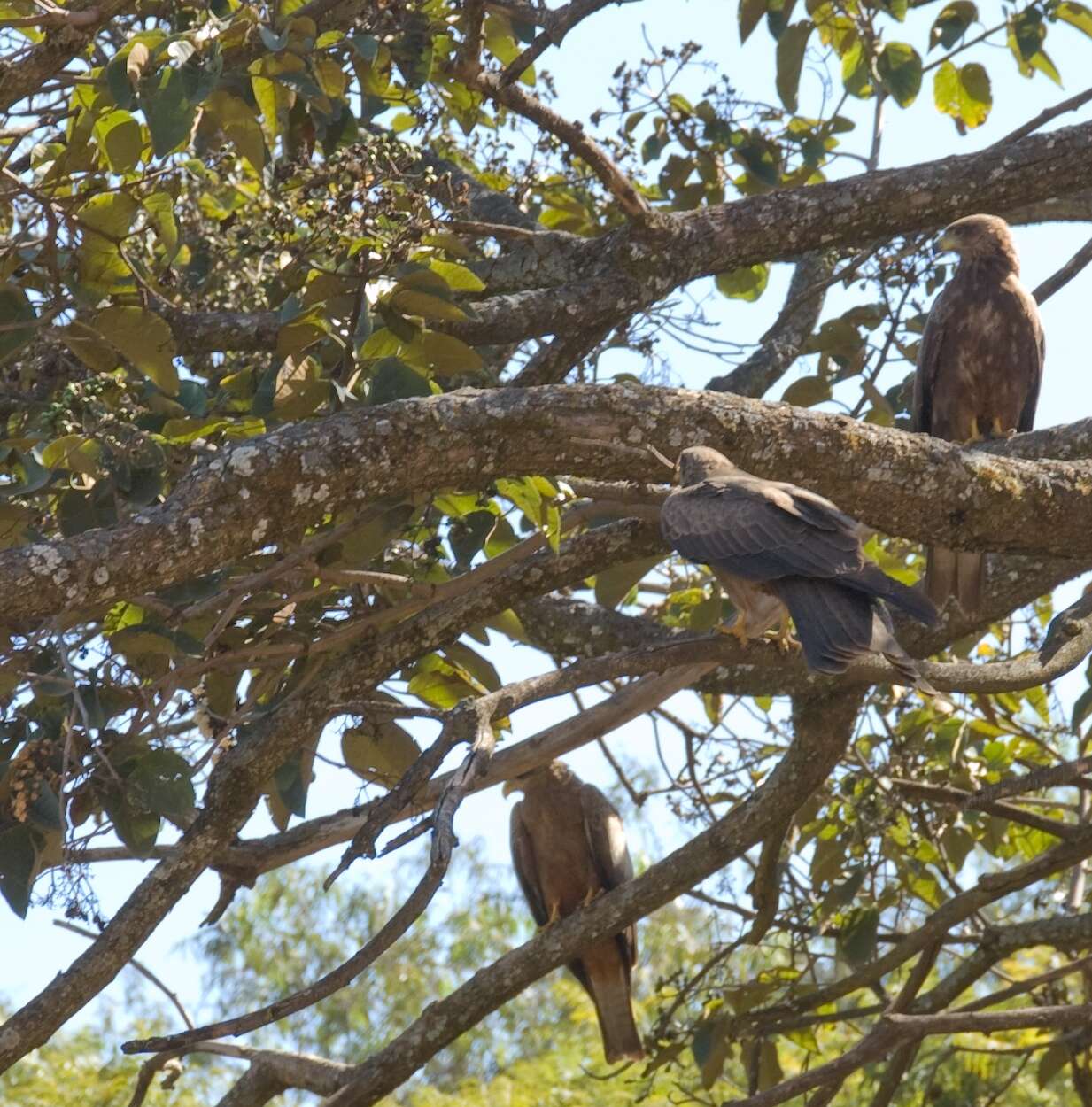 Milvus aegyptius (Gmelin & JF 1788) resmi