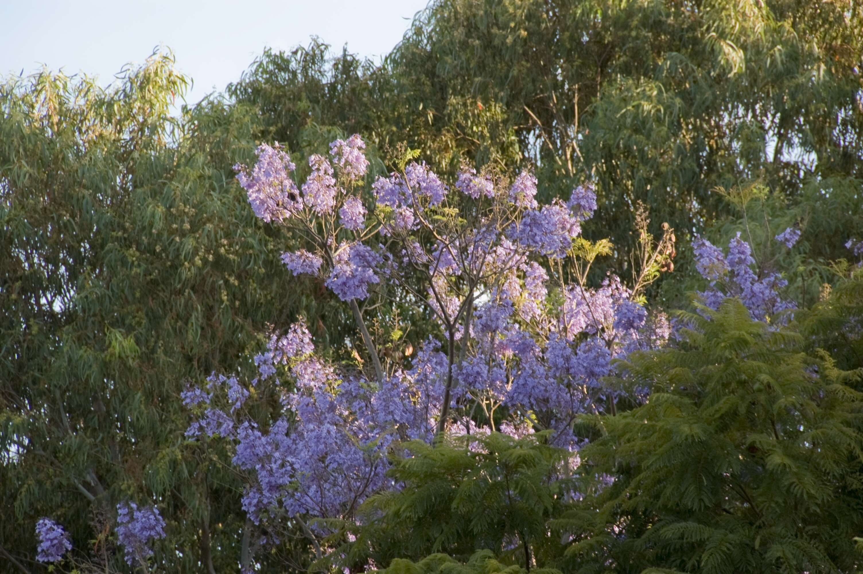 藍花楹的圖片