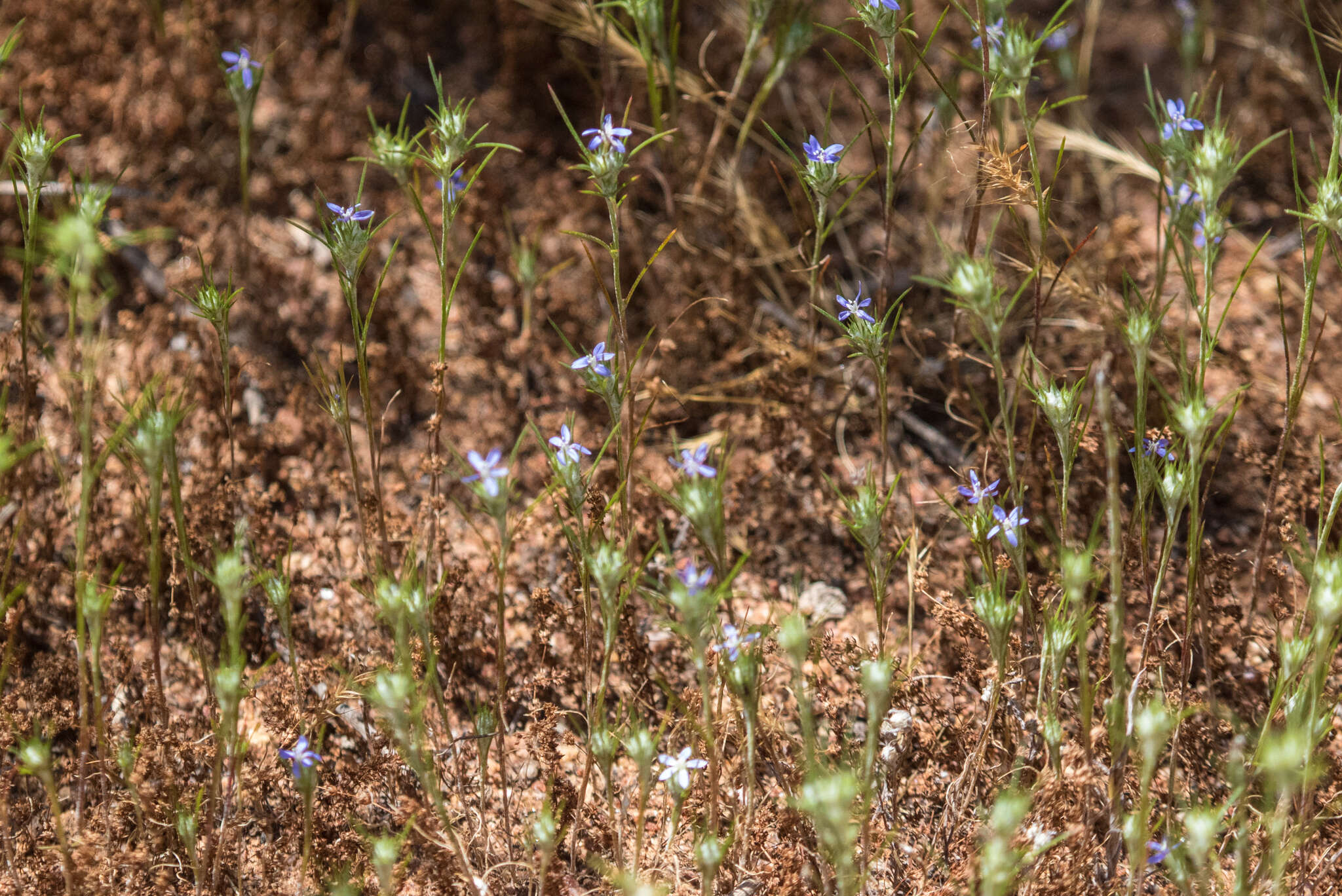 Image of lavender woollystar