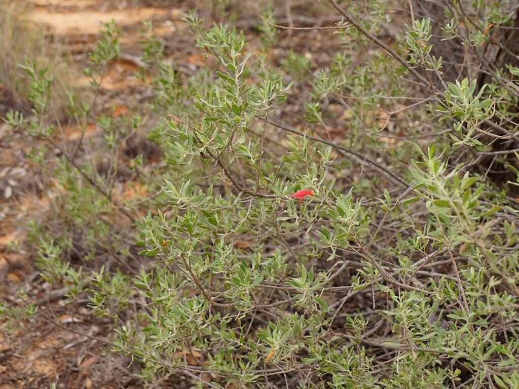 صورة Eremophila glabra (R. Br.) Ostenf.