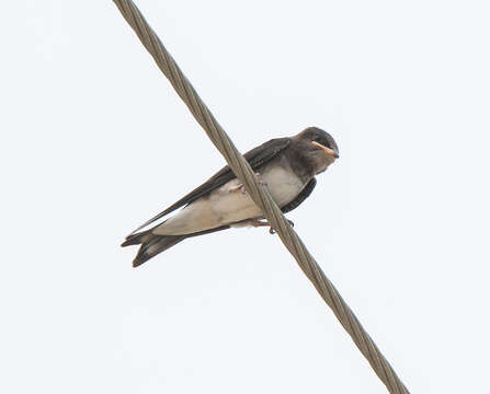 Image of Cuban Martin