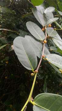 Imagem de Ficus tinctoria Forst. fil.