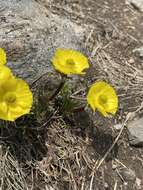 Imagem de Ranunculus adoneus A. Gray