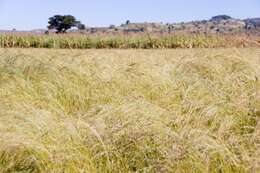 Imagem de Eragrostis tef (Zuccagni) Trotter