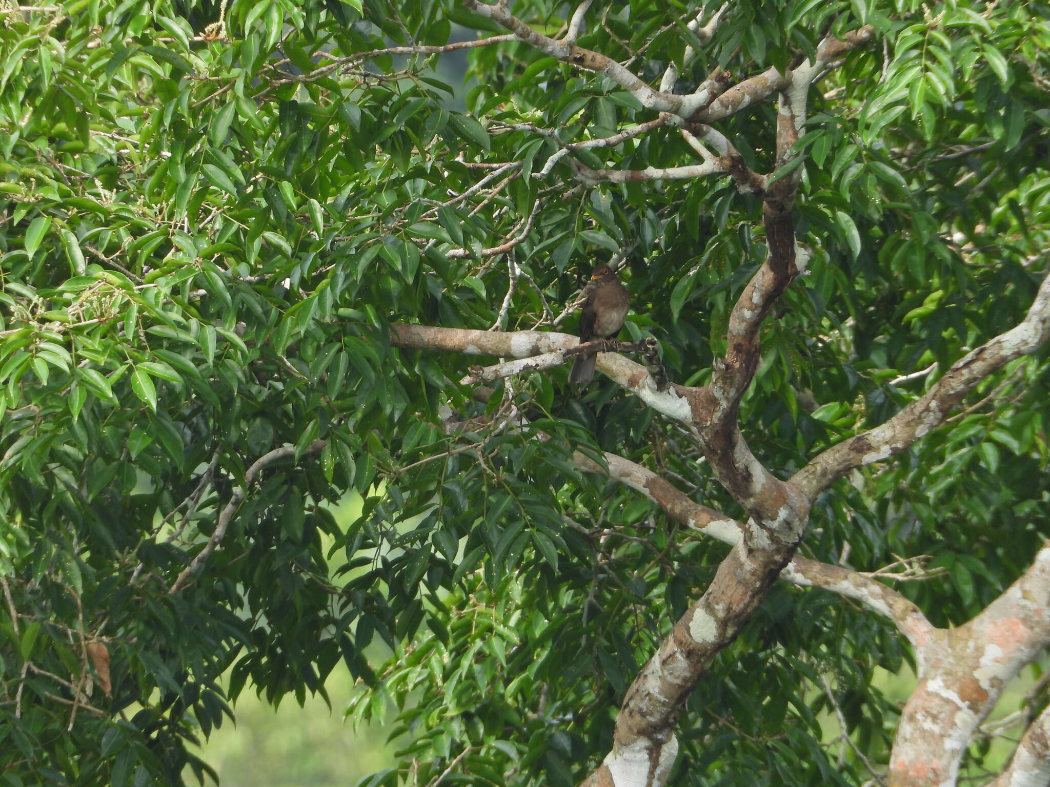 Image of Lawrence's Thrush