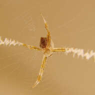 Image of Garden spider