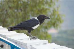 Image of Pied Crow