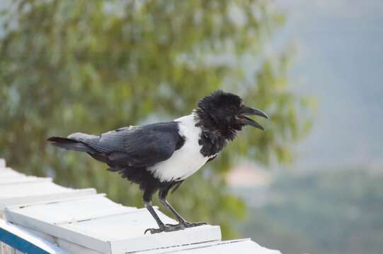 Image of Pied Crow