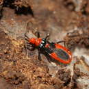 Image of Nebriscus pupus Bergroth 1895